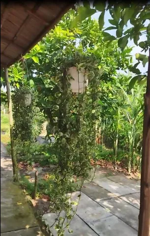 BÁN ĐẤT KHU LÀNG HOA SA ĐÉC- THỔ CƯ BAO LA