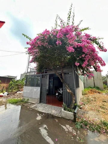 Cắt lỗ -- Cần bán gấp căn nhà cấp 4 siêu nét ở gần chợ Việt Kiều 84m2 SHR giá chỉ 1 tỉ tròn