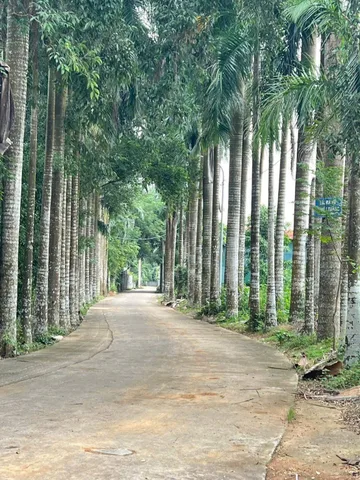 Em bán lô đất được bố vợ mua cho năm ngoái để lấy tiền làm ăn