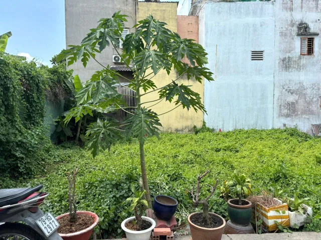 Bán Đất Thổ Cư DT 50M2(4.5*12m), Xây Dựng Tự Do, Huỳnh Tấn Phát, 4.3 Tỷ