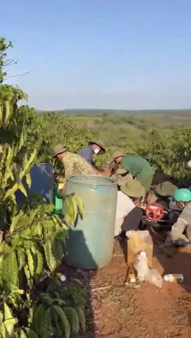 ✨4,1ha cà phê ( bìa 3,8ha)