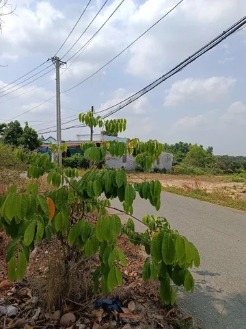 CHÍNH CHỦ BÁN ĐẤT VƯỜN GẦN TRUNG TÂM CỦ CHI
📍 Vị trí đẹp, cách Vin Tân Mỹ khoảng 4km
📐 Diện tích: 15x76m
🏡 Có sẵn 300m² thổ cư