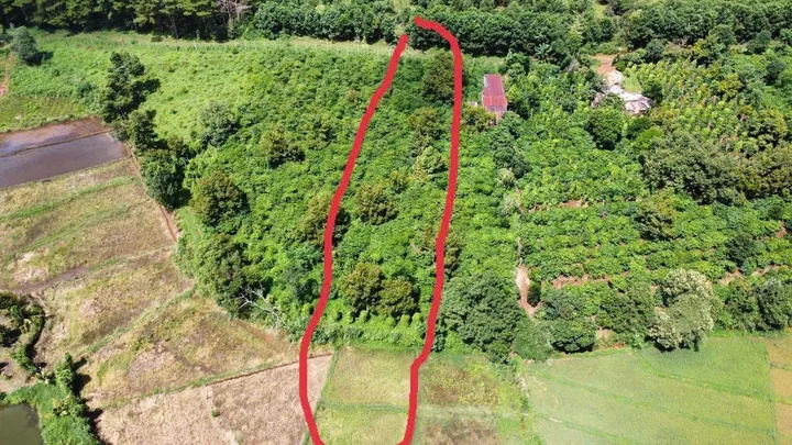 🌳2 sào đất cà phê hẻm Trường Chinh