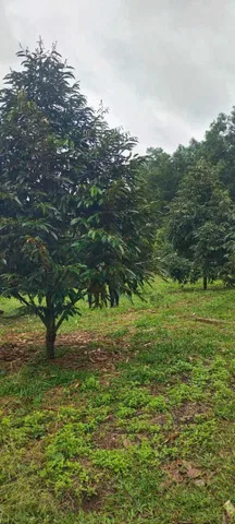 Cần bán gấp vườn sầu riêng Đồng Nai (Hớn quản, Bình Phước), 4000m2, 100m2 thổ cư