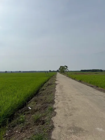 4 sào lúa, cách bê tông 200m, cách nhựa phụ 500m dân cư hiên hữu, tiện ích bán kính 2km, sổ riêng, trồng lúa hoặc cây khác