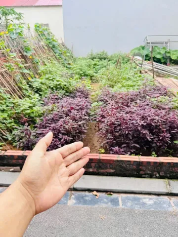 Bán đất Phúc Thọ Mai Lâm xã Đông Anh 42,5m2 đường 2,5m giá chỉ hơn 3 tỷ