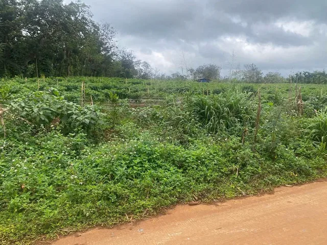 Bán đất 11000m² ngang 70m giá 4.5 tỷ tại Xã Ea Ning
