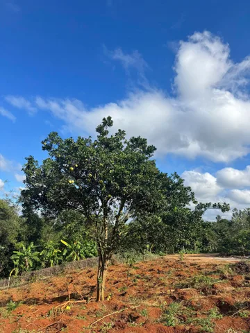 🌳 CHỈ 450 TRIỆU/SÀO – SỞ HỮU NGAY 1.7HA ĐẤT ĐỎ BAZAN CÀ PHÊ ĐANG THU HOẠCH