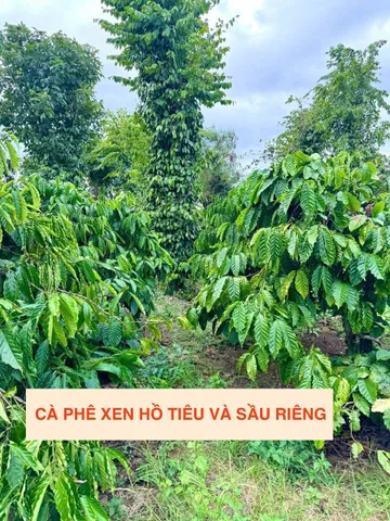 Bán đất 1000m² ngang 10m giá 190 triệu tại Xã Ea Kiết