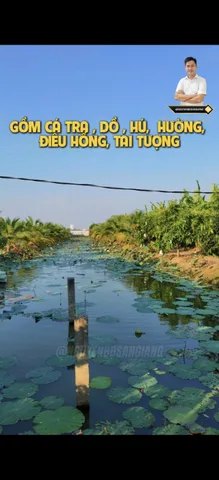 CHO THUÊ HOẶC HỢP TÁC – SIÊU PHẨM VƯỜN SINH THÁI MẶT TIỀN TUYẾN TRÁNH (MỸ HÒA)