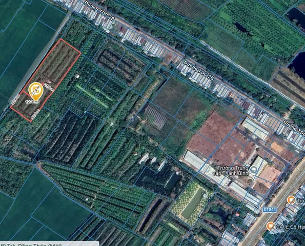 đất đang trồng sầu riêng thái (monthong) 6 năm tuổi.