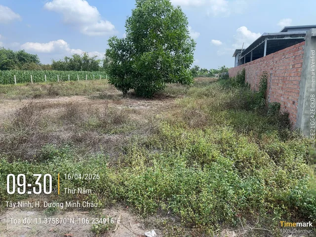 XẢ NGỢP TÀI SẢN THẾ CHẤP – 1.750m² ĐẤT THỊ TRẤN DƯƠNG MINH CHÂU – GIÁ CẠNH TRANH. T.Bich