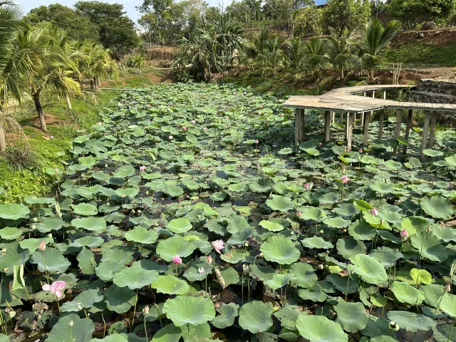 LÝ THÁI TỔ - 9.8 *14.6 Full Thổ, Hướng tây bắc