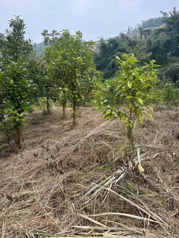 82687m - đất rừng sản xuất hơn 8 ha tại Thạch Kiệt, Tân Sơn, Phú Thọ