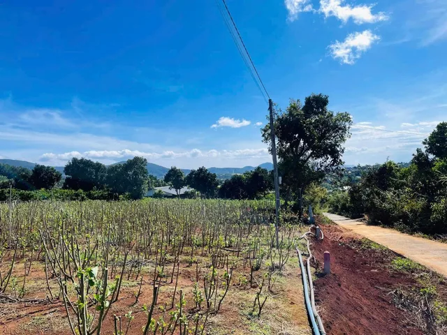 Đất ở thị trấn Nam Ban chỉ 2km ra tới chợ. Ngang đến 15.5m mặt tiền đường. Giá 1.050 tỷ