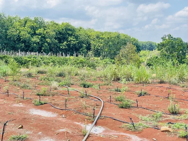 Bán 42000m² đất đỏ bazan giá chỉ 5.25 tỷ tại Xã Ea Sol Huyện Ea H'leo Đắk Lắk
