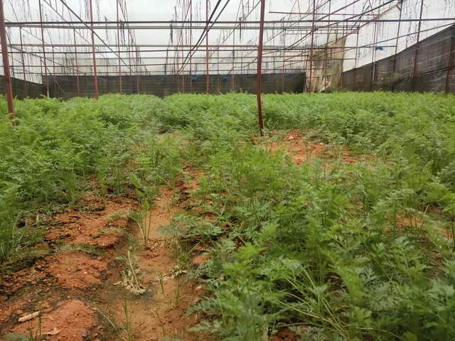 Bán Đất 700m² giá 1 tỷ tại Phường Lâm Viên - Đà Lạt Lâm Đồng