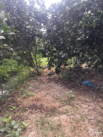 CHỦ CẮT LỖ LÔ 1.500M². XÂY XƯỞNG KHO BÃI CỰC KỲ HỢP LÝ. ĐƯỜNG NHỰA XE Ô  VÀO DỄ. CÁCH QL13 CHỈ 1,5KM. TRỪ VĂN THỐ - TP.HCM (BÀU BÀNG CŨ - BÌNH DƯƠNG)