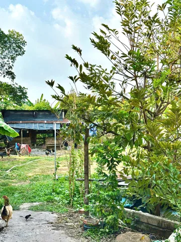 Bán Đất 200m² thổ cư 200m² giá 790 triệu tại Đường An Bình Phường Trảng Bàng Tây Ninh