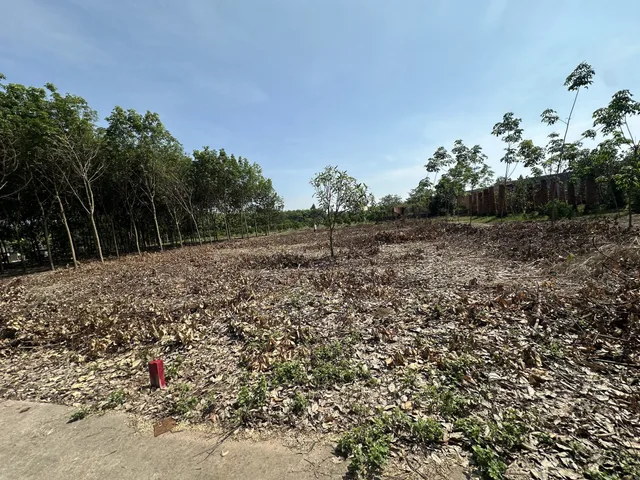 Lô  200m² thổ cư 100m² giá 333.3 triệu tại Xã An Linh Huyện Phú Giáo Bình Dương CẦN RA ĐI SAU MÙA WC:))