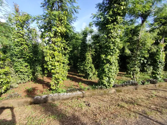 Bán đất 506m² ngang 6m giá 900 triệu tại Đường Phan Huy Chú Xã Hòa Phú