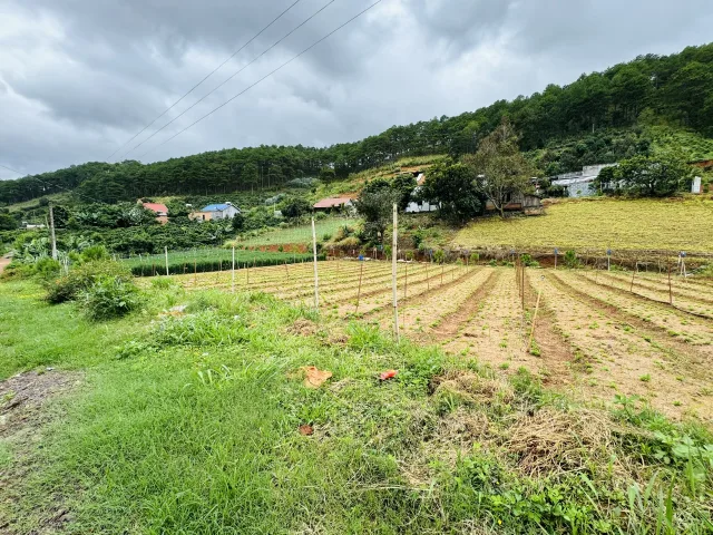Bán Đất Trung tâm thị trấn Nam Ban chỉ 100m ra đường nhựa lớn. View xung quanh là đồi Thông. DT 156m² thổ cư 100m². Giá 650 triệu