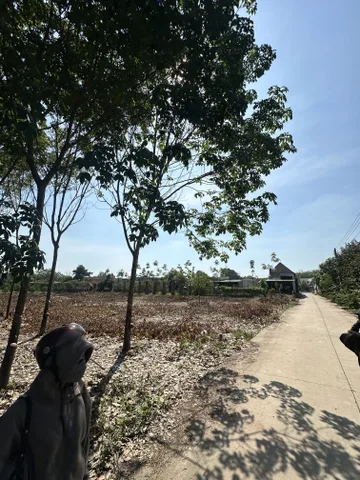 Bán Đất 200m² thổ cư 100m² giá 393.9 triệu tại Xã An Linh Huyện Phú Giáo Bình Dương