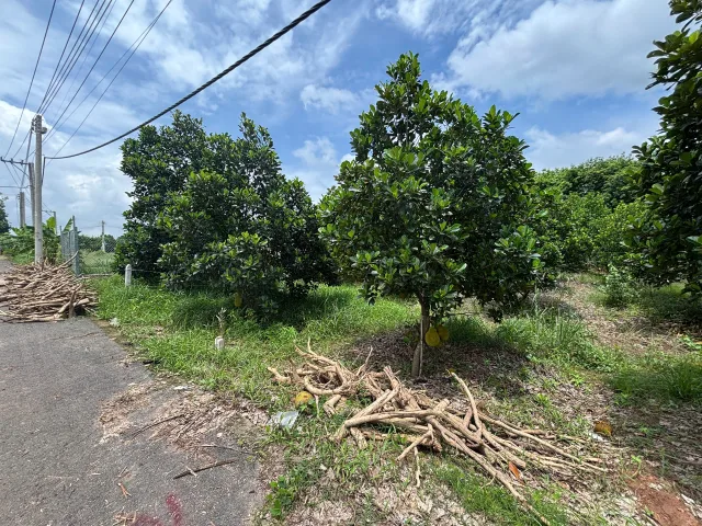 Cần bay lô đất chính chủ 500m² thổ cư 200m² giá 700 triệu tại Phường Bình Dương TP. Hồ Chí Minh