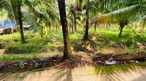 Bán đất vườn dện tích lớn-  tiềm năng phát triển cao
