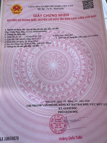 Đất vườn trồng full mít đã cho thu hoạch