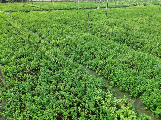 Đất thổ cư ,vườn cần bán ra để cho con đi du Học