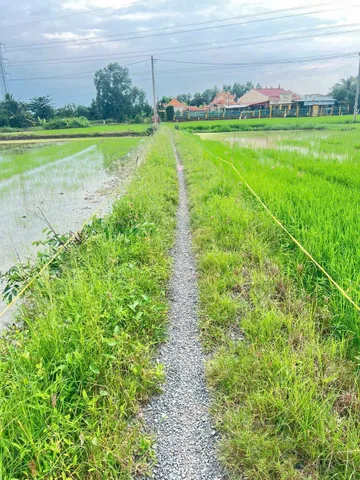 BÁN ĐẤT NÔNG NGHIỆP GIÂ RẺ TÂN NHỰT BÌNH CHÁNH