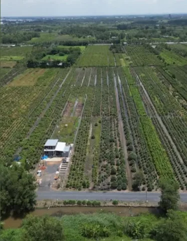 CHÍNH CHỦ BÁN ĐẤT VƯỜN 1.000m² BÌNH CHÁNH – MẶT TIỀN ĐƯỜNG – SỔ RIÊNG – GIÁ TỐT