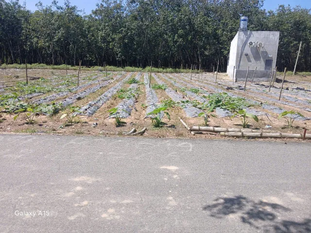 Mảnh đất vừa túi tiền giữa Phú Giáo Bình Dương – 225m², 100m² thổ cư, bao sổ hồng