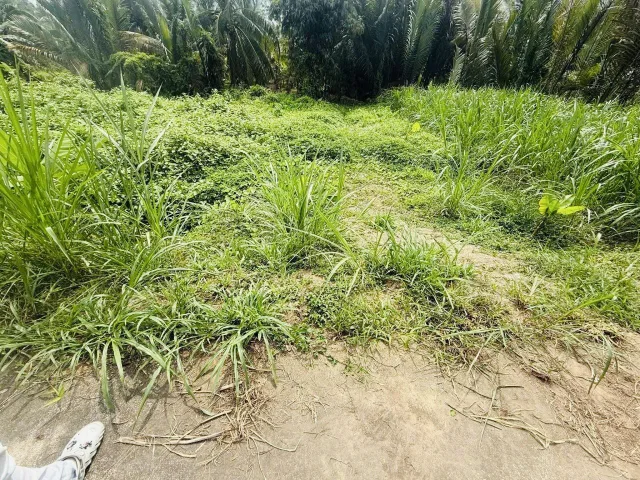BÁN NỀN THỔ CƯ MẶT TIỀN ĐƯỜNG BÊ TÔNG – XÃ TRUNG HIỆP, VĨNH LONG 🏡Diện tích: 𝟏𝟑𝟎,𝟒𝐦² chỉ 210 triệu