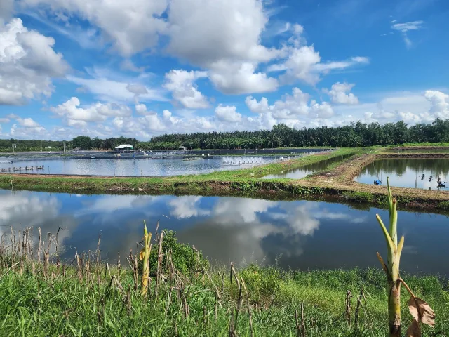 CẦN SANG LẠI 35.000M2 ĐẤT CÓ SẴN AO TÔM MT ĐƯỜNG 933C DÂN CƯ HIỆN HỮU GIÁ 250 TRIỆU/CÔNG