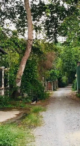 Chính Chủ Bán Đất Phú Hoà Đông 
DT : 1128m2 thổ cư 300M2