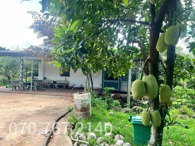 CHÚ 2 CẦN BÁN GẤP NHÀ VƯỜN, CÂY TRÁI