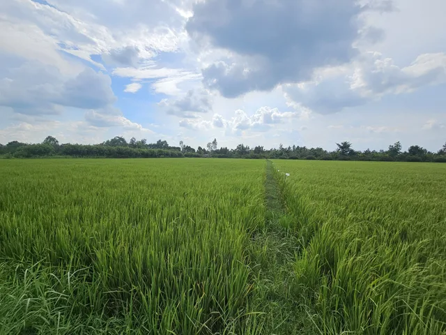 Bán gần 14 công đất phù hợp làm khu nghĩ dưỡng, chuồng trại nuôi trồng