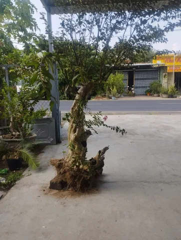 🏡 MẶT TIỀN QL25 – GẦN CHỢ SUỐI BẠC 🏡

📍 Vị trí đẹp, mặt tiền Quốc lộ 25, khu dân cư đông đúc.

✅ Diện tích: 288m² (12m × 24m)
✅ Full thổ cư 100%
✅ Thực tế sử dụng khoảng 12m × 40m
✅ Có ki-ốt 50m² và nhà cấp 4

🎯 Cách chợ Suối Bạc 300m, gần trường