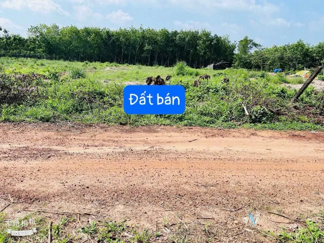 Bán đất Dầu Tiếng 2904m2 giá chỉ 1,299 tỷ