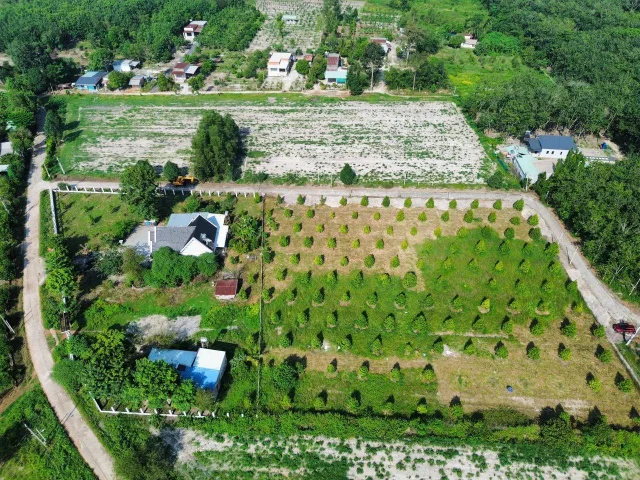 Vườn Sầu riêng Đồng Phú, gần Tp Đồng Xoài