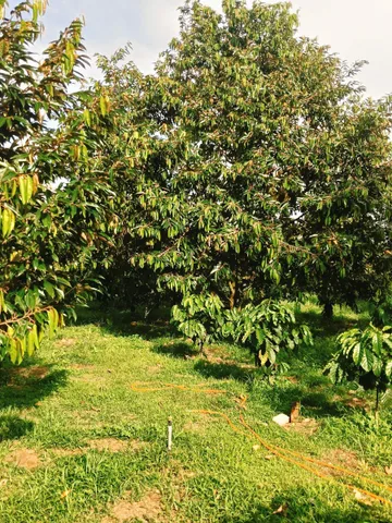 🔥 SIÊU PHẨM NHÀ VƯỜN 5,5 SÀO SẴN SẦU RIÊNG & CÀ PHÊ THU ĐẬM – NGAY KHU DÂN CƯ GIÁ CHỈ HƠN 2 TỶ! 🔥