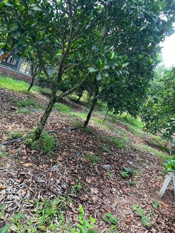 Chủ còn 1 lô duy nhất vườn mít thái 5 năm đang thu hoạch xã Phước Thành Hồ Chí Minh, giá 345tr bao sổ bao công chứng ngân hàng