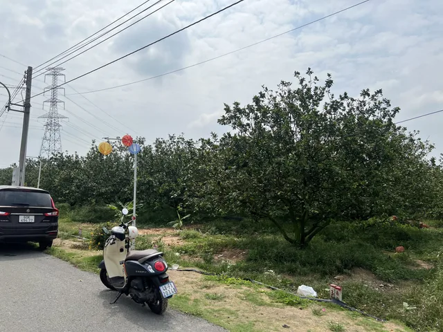 CHỦ CHUYỂN NHÀ CẦN NHƯỢNG LẠI LÔ ĐẤT SÀO SẴN VƯỜN CÂY ĂN TRÁI
