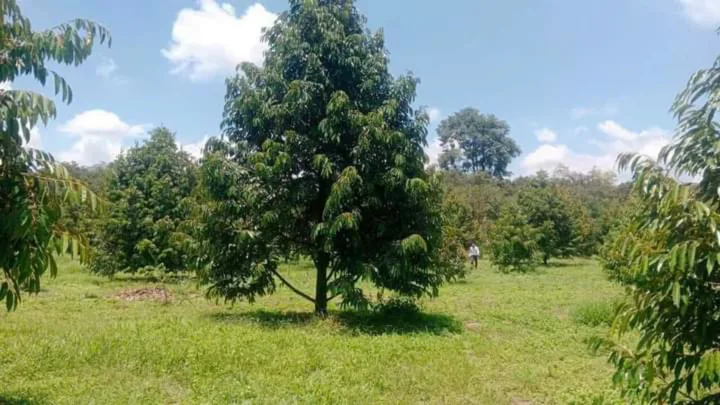 Đất vườn sầu riêng 5 năm đang thu hoạch 4523m2 thổ cư 400m giá 980tr sổ hồng riêng lh 0916956055