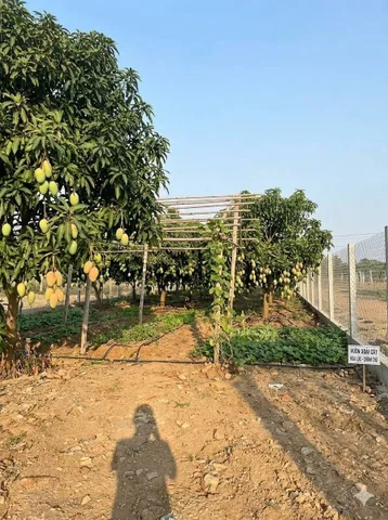 SIÊU PHẨM 1000M2 CẦN GIỜ - ĐÓN ĐẦU VINHOMES PARADISE - QH 2 MẶT TIỀN GẦN 1000M (CÓ 455M ĐẤT ONT)