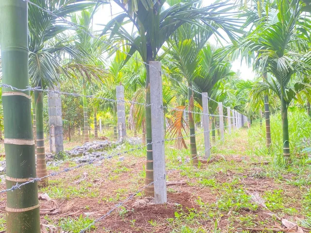 🔥 QUỸ ĐẤT VÀNG 3 SÀO NGAY PHƯỜNG TÂN LẬP, TP. BMT – MẶT TIỀN 36M ĐƯỜNG RỘNG 12M 🔥