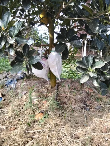 Cần Bán mảnh đất có nhà sẵn có trồng dừa và cây ăn trái