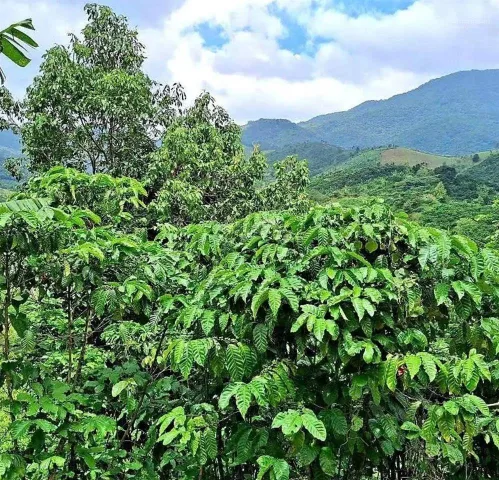 Quỹ đất 3,1ha đáng sở hữu tại Tân Văn, Lâm Hà – Hàng đẹp cho người nhìn xa, không dành cho người chậm quyết định